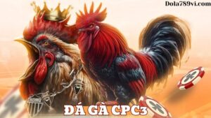 Trải nghiệm Đá gà CPC3 hấp dẫn, thú vị