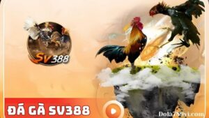 Trải nghiệm đấu trường đá gà nổi tiếng SV388